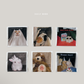 (Pre-order) Daily Bebe Fall - Kids' Funny Pet Photo Print Long-Sleeve Tee 다준비했어T (6 Colors)